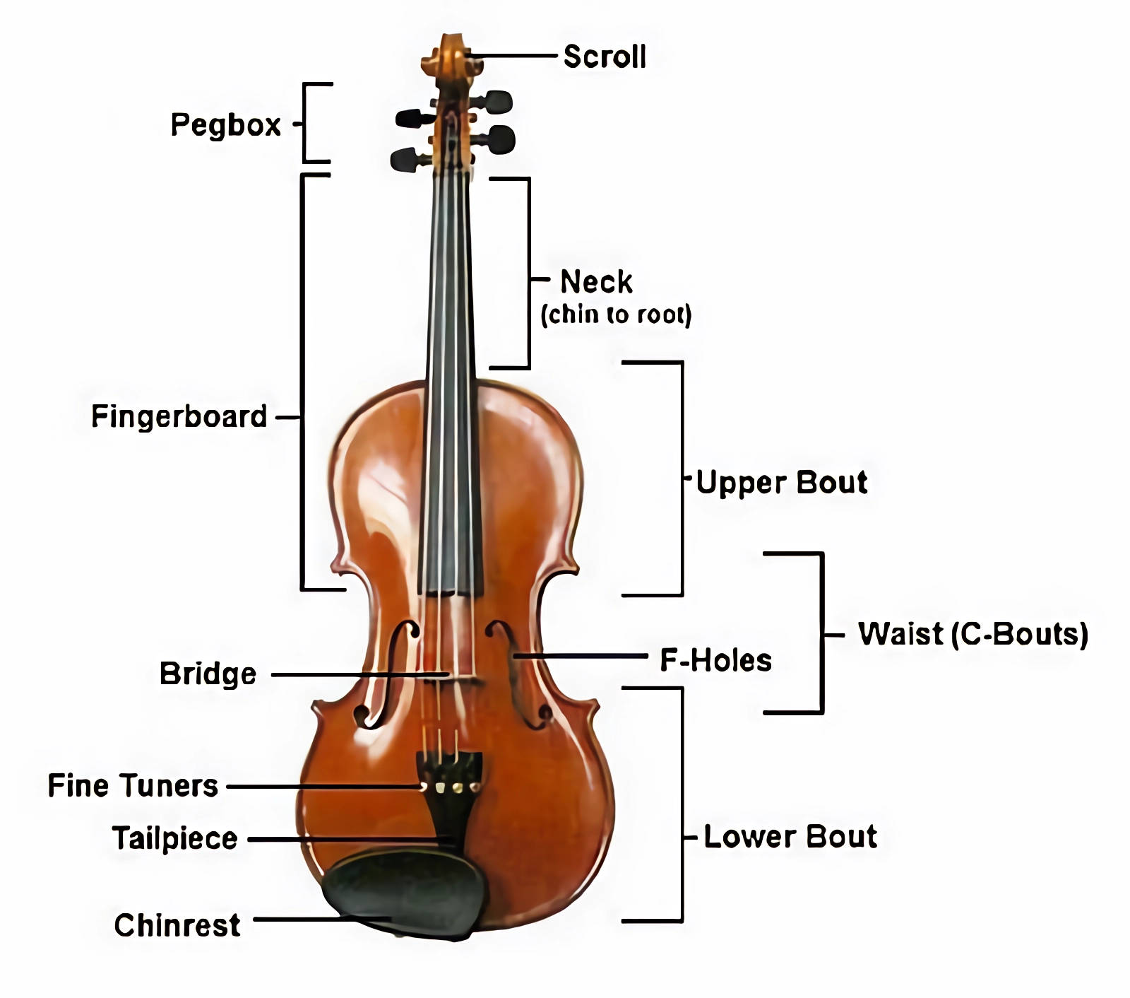 Violin diagram